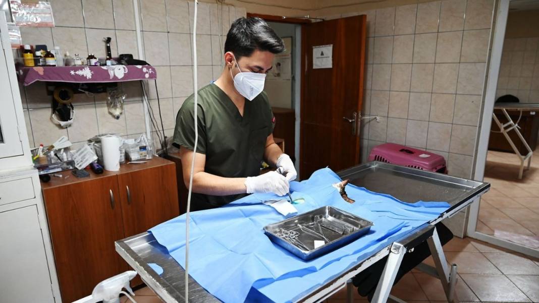 Kemer’de Sokak Hayvanlarına Büyük Destek: Yüzlerce Can Dost Tedavi Edildi! 5